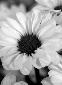 Photo 627717